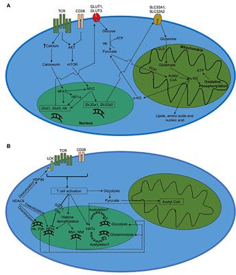 Metabolic Reprogramming in CD8+ T Cells During Acute Viral Infections